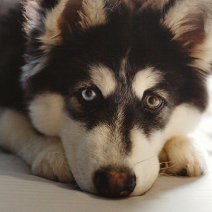 Hundefriseur-landshut