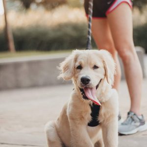 Staying In Shape Together With Your Dog